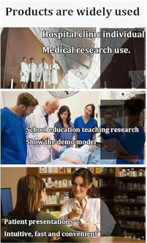 نموذج تشريح أمراض النساء بالحجم الطبيعي للأعضاء التناسلية الأنثوية، والتدريس الملون، والتعليم الطبي in Kuwait