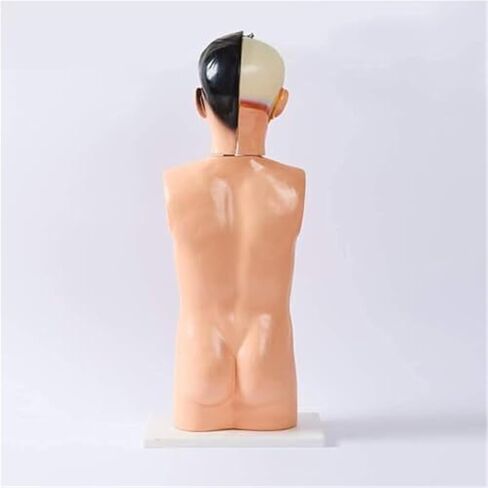 هيكل عظمي للأعضاء الداخلية نموذج تشريح الجذع البشري لطلاب الطب مع دماغ وقلب قابلين للفصل مناسب لطلاب الفصول الدراسية in Kuwait