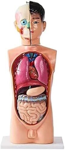 هيكل عظمي للأعضاء الداخلية نموذج تشريح الجذع البشري لطلاب الطب مع دماغ وقلب قابلين للفصل مناسب لطلاب الفصول الدراسية in Kuwait