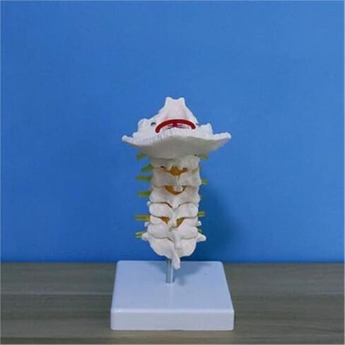 الإنسان العمود الفقري العنقي العظام محاكاة العظام التدريس انفصال نموذج تشريح العضلات in Kuwait