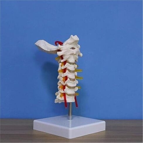 الإنسان العمود الفقري العنقي العظام محاكاة العظام التدريس انفصال نموذج تشريح العضلات in Kuwait