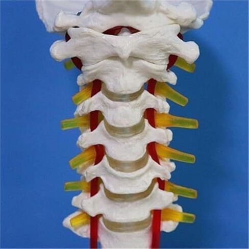 الإنسان العمود الفقري العنقي العظام محاكاة العظام التدريس انفصال نموذج تشريح العضلات in Kuwait