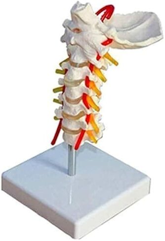الإنسان العمود الفقري العنقي العظام محاكاة العظام التدريس انفصال نموذج تشريح العضلات in Kuwait