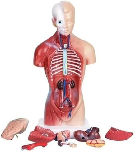 Human Organ Model, Medical Learning Tool, 15 Part Detachable Organ Skeleton in Kuwait