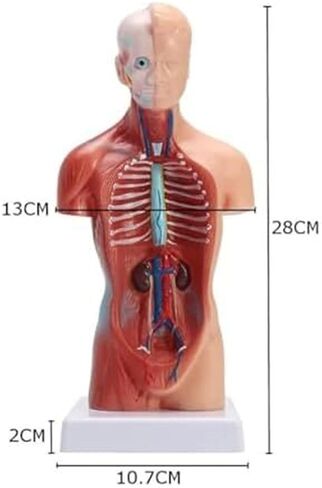 Human Organ Model, Medical Learning Tool, 15 Part Detachable Organ Skeleton in Kuwait