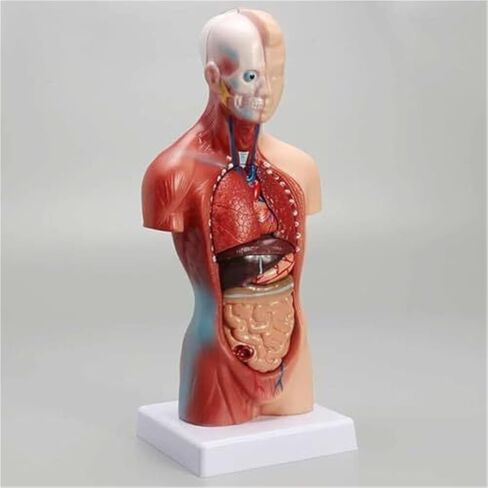 Human Organ Model, Medical Learning Tool, 15 Part Detachable Organ Skeleton in Kuwait