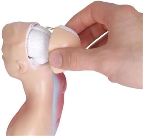 Human Organ Model, Medical Learning Tool, 15 Part Detachable Organ Skeleton in Kuwait