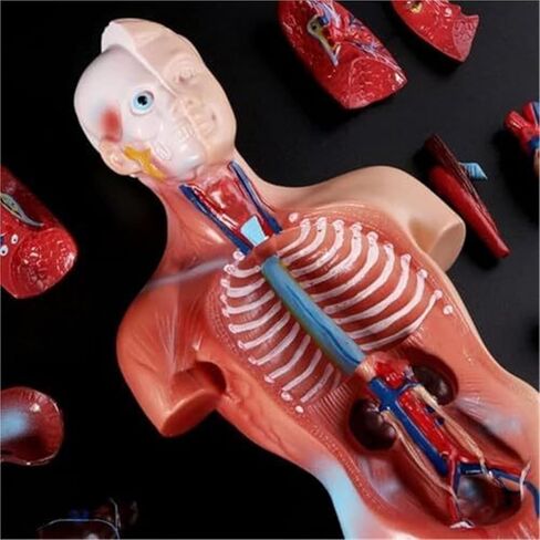 Human Organ Model, Medical Learning Tool, 15 Part Detachable Organ Skeleton in Kuwait