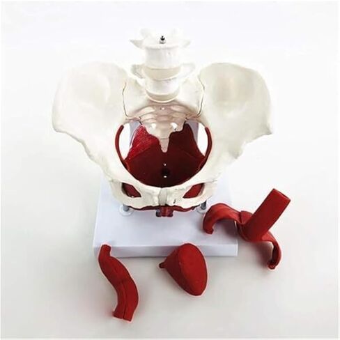 نموذج تشريح الحوض الأنثوي مع عضلات قاع الحوض واثنين من الفقرات القطنية in Kuwait