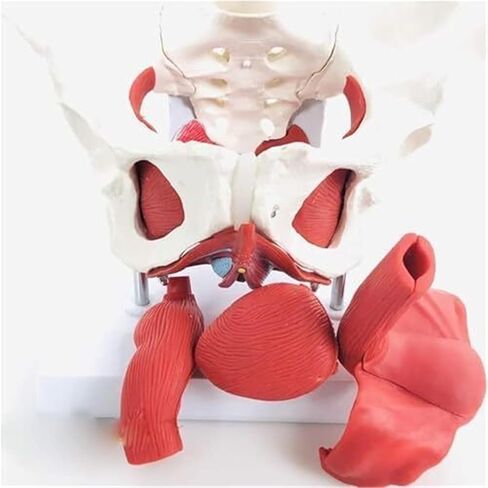 نموذج تشريح الحوض الأنثوي مع عضلات قاع الحوض واثنين من الفقرات القطنية in Kuwait