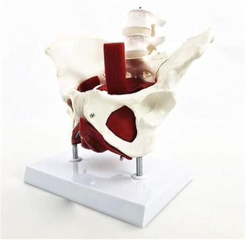 نموذج تشريح الحوض الأنثوي مع عضلات قاع الحوض واثنين من الفقرات القطنية in Kuwait