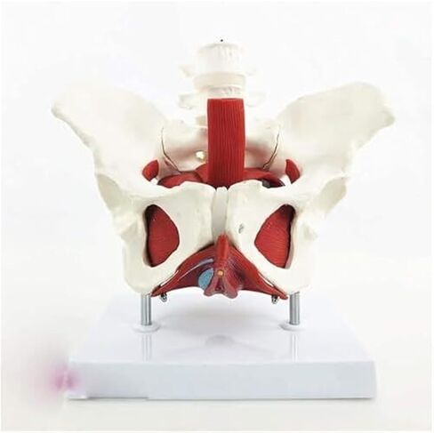 نموذج تشريح الحوض الأنثوي مع عضلات قاع الحوض واثنين من الفقرات القطنية in Kuwait