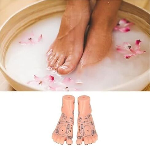 Foot Model of Human Acupuncture Teaching Tool, Suitable for Human Classroom Research and Demonstration Teaching in Kuwait