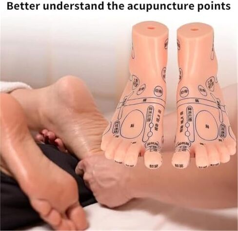 Foot Model of Human Acupuncture Teaching Tool, Suitable for Human Classroom Research and Demonstration Teaching in Kuwait