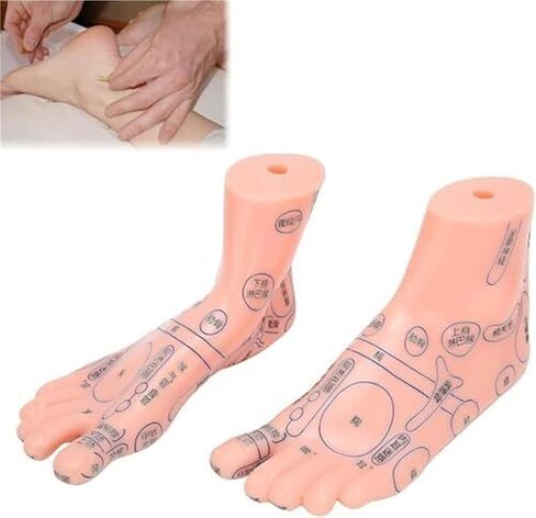 Foot Model of Human Acupuncture Teaching Tool, Suitable for Human Classroom Research and Demonstration Teaching in Kuwait