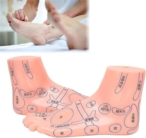 Foot Model of Human Acupuncture Teaching Tool, Suitable for Human Classroom Research and Demonstration Teaching in Kuwait