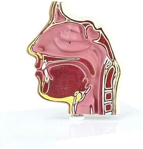 نموذج تشريح التجويف ثقب بالمنظار لنموذج التدريس عرض التعلم في الفصول الدراسية العلوم in Kuwait