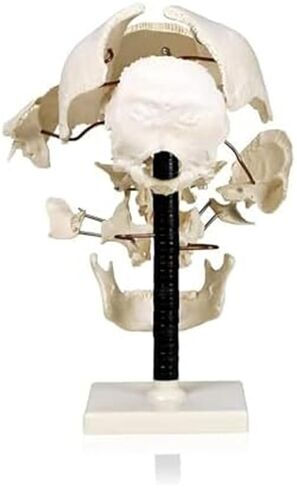 Teaching Anatomy of 17 Separated Human Skull Models in Kuwait