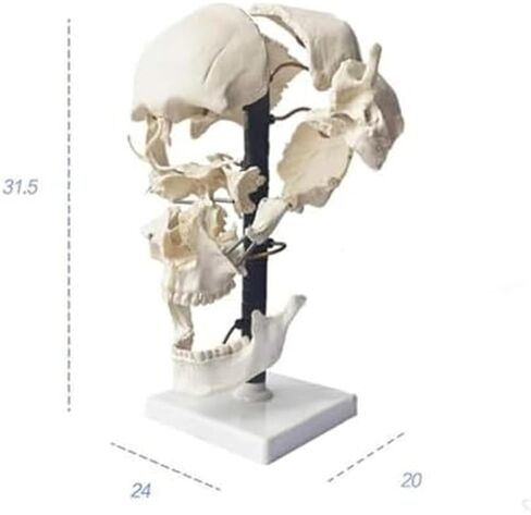 Teaching Anatomy of 17 Separated Human Skull Models in Kuwait