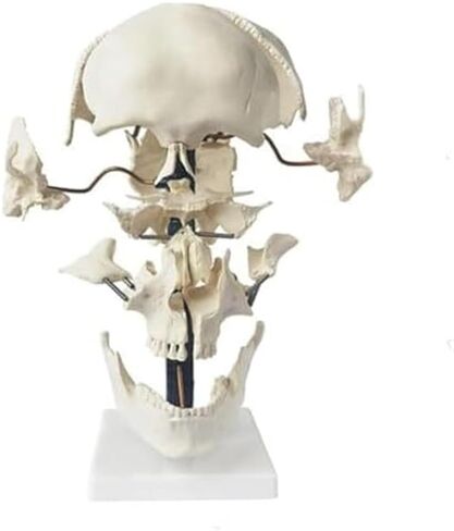 Teaching Anatomy of 17 Separated Human Skull Models in Kuwait