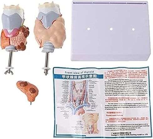 نموذج الحفاظ على أمراض الغدة الدرقية، والتعليم الطبي، والوسائل التعليمية للتواصل بين الطبيب والمريض in Kuwait