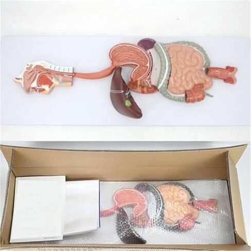 الجهاز الهضمي البشري، نموذج تشريحي ذكي طبي 3B in Kuwait