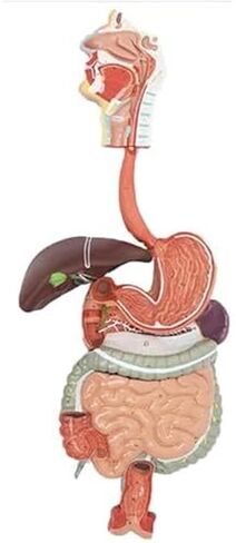 الجهاز الهضمي البشري، نموذج تشريحي ذكي طبي 3B in Kuwait
