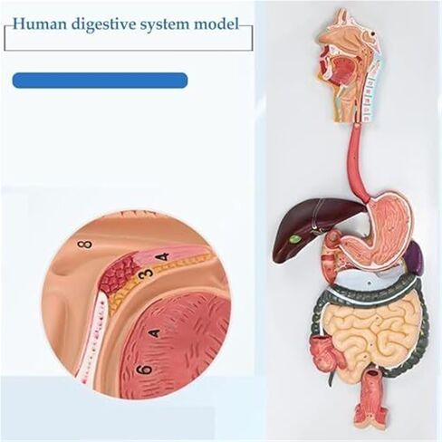 الجهاز الهضمي البشري، نموذج تشريحي ذكي طبي 3B in Kuwait