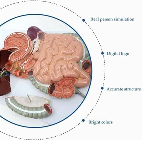 الجهاز الهضمي البشري، نموذج تشريحي ذكي طبي 3B in Kuwait