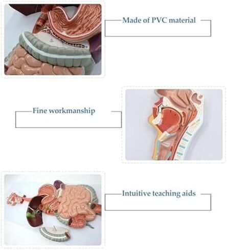 الجهاز الهضمي البشري، نموذج تشريحي ذكي طبي 3B in Kuwait