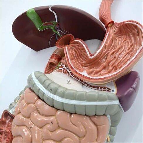 الجهاز الهضمي البشري، نموذج تشريحي ذكي طبي 3B in Kuwait