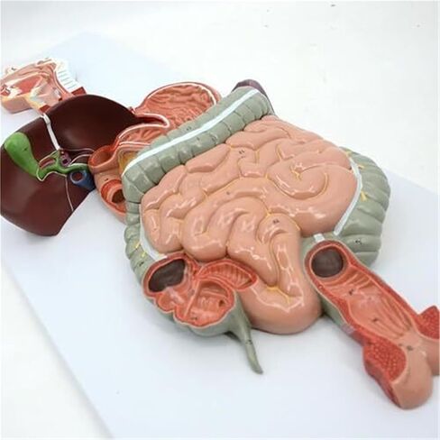 الجهاز الهضمي البشري، نموذج تشريحي ذكي طبي 3B in Kuwait