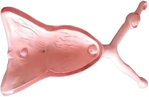 نماذج الرحم والمبيض والمثانة لتدريس علم التشريح في طب الرحم البيطري in Kuwait