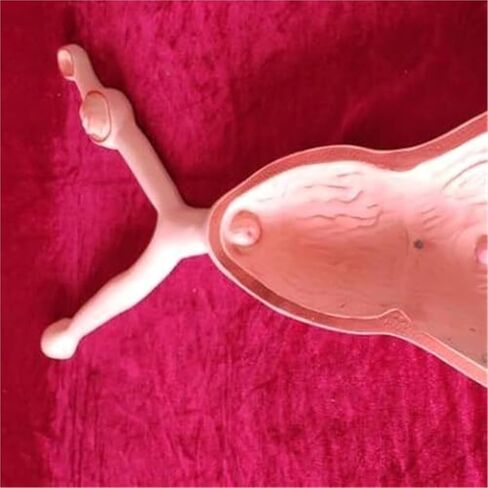 نماذج الرحم والمبيض والمثانة لتدريس علم التشريح في طب الرحم البيطري in Kuwait