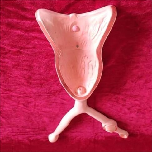 نماذج الرحم والمبيض والمثانة لتدريس علم التشريح في طب الرحم البيطري in Kuwait