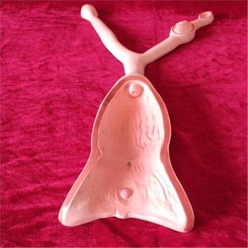 نماذج الرحم والمبيض والمثانة لتدريس علم التشريح في طب الرحم البيطري in Kuwait