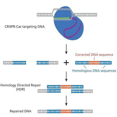 Using CRISPR to Treat Cystic Fibrosis for 8 Gels in Saudi Arabia