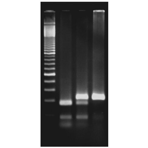 Exploring The Genetics of Taste: SNP Analysis of The PTC Gene Using PCR in Saudi Arabia