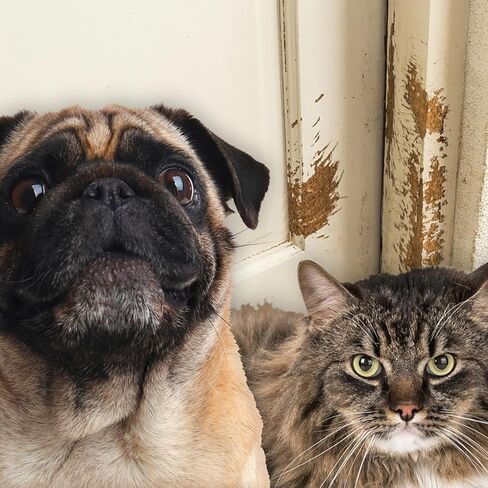 شريط مانع لتسرب الماء وإطار الباب مقاوم للخدش من PETPROOF® للقطط، 6 عبوات، أبيض (13 بوصة) in Saudi Arabia