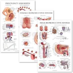 3 Pack - Female Reproductive System Anatomical Poster + Male Reproductive System + Pregnancy and Birth Anatomy Charts