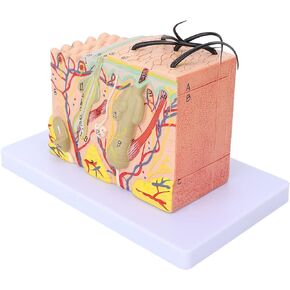 Skin Model, 35X Enlarged Skin Anatomical Model 3D Skin Layers Anatomy Model Human Skin Structure Anatomical Model for Science Classroom Study Display Teaching Medical Model