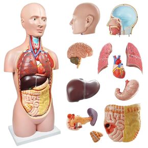 EVOTECH 2024 Newest Deluxe Human Body Anatomical Model, 34.5 inch 12 Pcs Removable Human Torso Anatomy Model with Heart Head Skull Brain Liver Lungs Model for Medical Student, Lab & Classroom Use