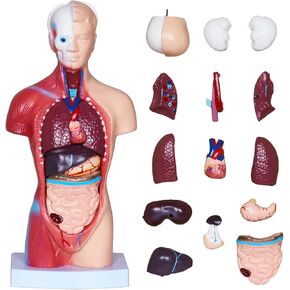 3D Human Body Model for Kids, Age 4+, 10.6in Removable 15Pcs Mini Torso Anatomy Model with Heart Head and Skull, Skeleton Model Study Tools Preschool & School Medical Education Display in Kuwait
