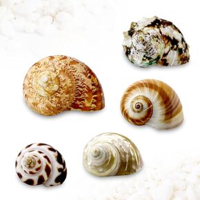 5 Pcs Natural Hermit Crab Shells Large, Sea Turbo Shells, Hermit Crab Houses, Ornaments Decoration for Fish Tank Aquarium (2 inch to 2.5 inch) in Kuwait