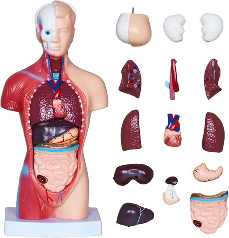 3D Human Body Model for Kids, Age 4+, 10.6in Removable 15Pcs Mini Torso Anatomy Model with Heart Head and Skull, Skeleton Model Study Tools Preschool & School Medical Education Display in Kuwait