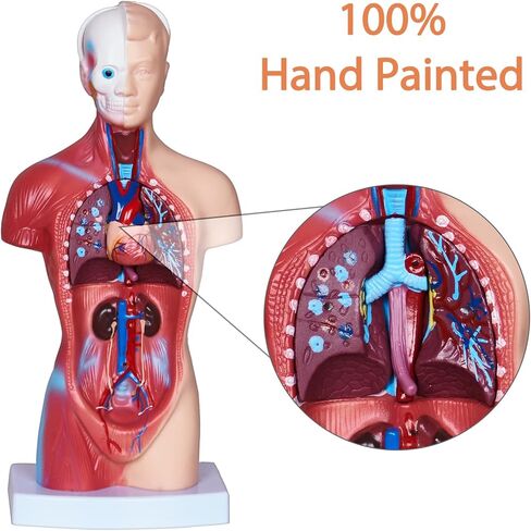 3D Human Body Model for Kids, Age 4+, 10.6in Removable 15Pcs Mini Torso Anatomy Model with Heart Head and Skull, Skeleton Model Study Tools Preschool & School Medical Education Display in Kuwait