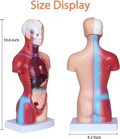 3D Human Body Model for Kids, Age 4+, 10.6in Removable 15Pcs Mini Torso Anatomy Model with Heart Head and Skull, Skeleton Model Study Tools Preschool & School Medical Education Display in Kuwait