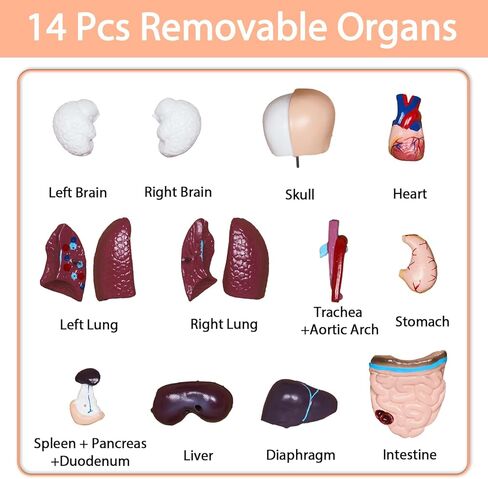 3D Human Body Model for Kids, Age 4+, 10.6in Removable 15Pcs Mini Torso Anatomy Model with Heart Head and Skull, Skeleton Model Study Tools Preschool & School Medical Education Display in Kuwait