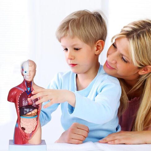 3D Human Body Model for Kids, Age 4+, 10.6in Removable 15Pcs Mini Torso Anatomy Model with Heart Head and Skull, Skeleton Model Study Tools Preschool & School Medical Education Display in Kuwait