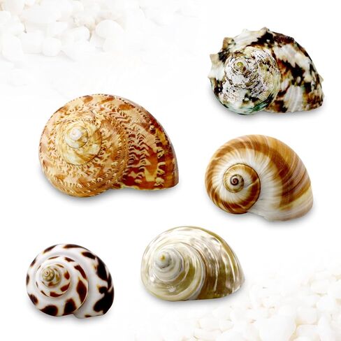 5 Pcs Natural Hermit Crab Shells Large, Sea Turbo Shells, Hermit Crab Houses, Ornaments Decoration for Fish Tank Aquarium (2 inch to 2.5 inch) in Kuwait